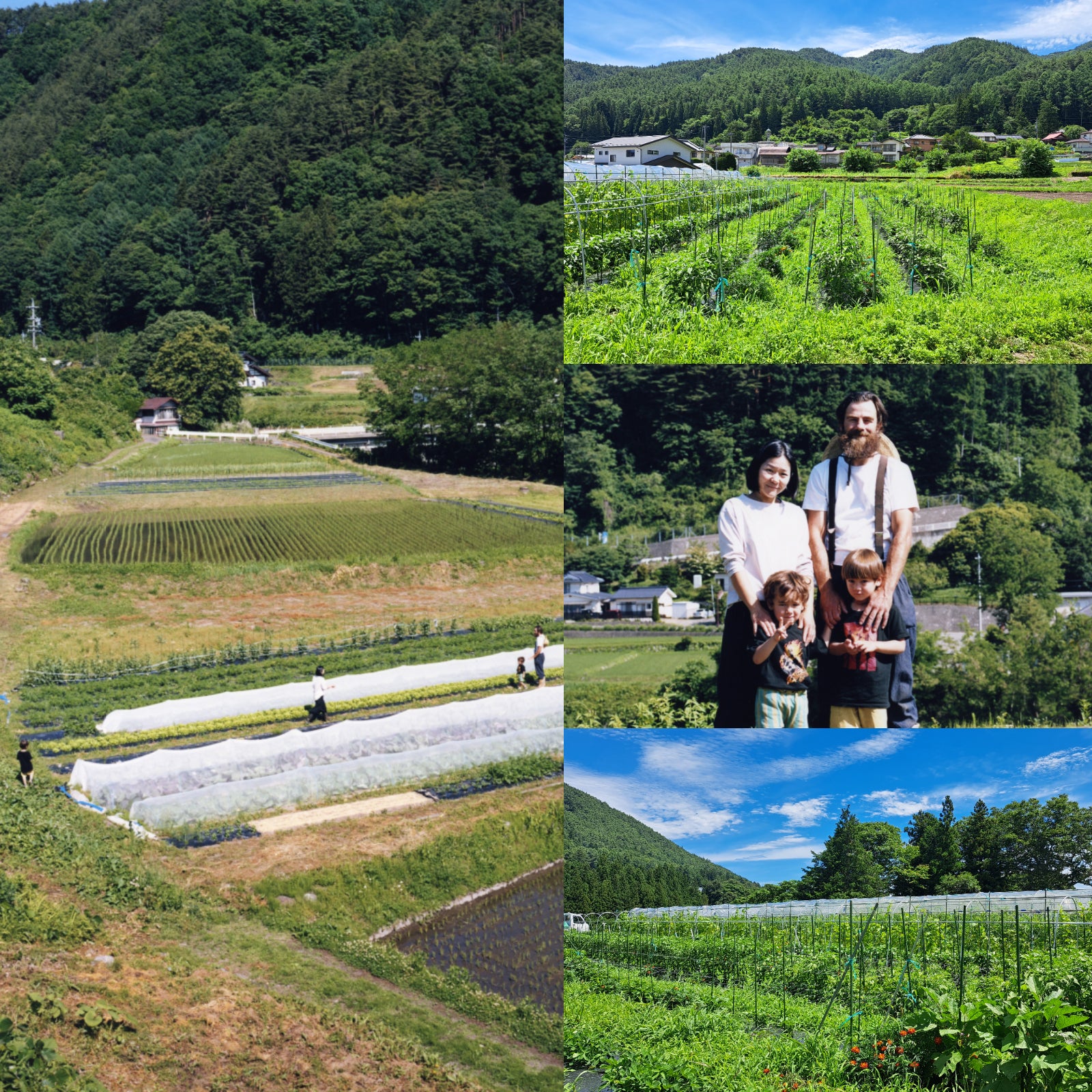 無添加 香辛子 パウダー 粉末タイプ 保存料不使用 化学物質不使用 国産 (15g) ホライズンファームズ